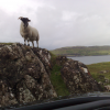 glengorm: sheep<br/><a href="gallery/glengorm/5/add/#comments">Add comment</a>